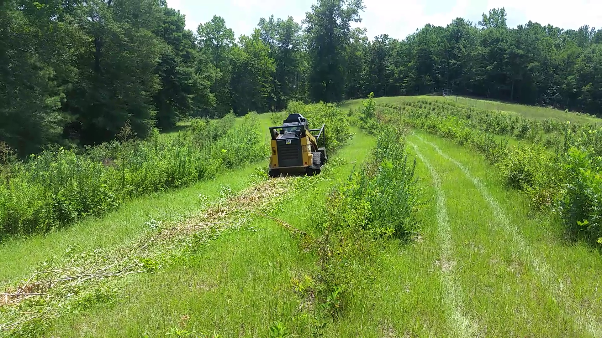 This forestry mulcher cut 30 year old rabbiteye blueberries back to the ground in 2014; by 2016, plants had returned to productivity.